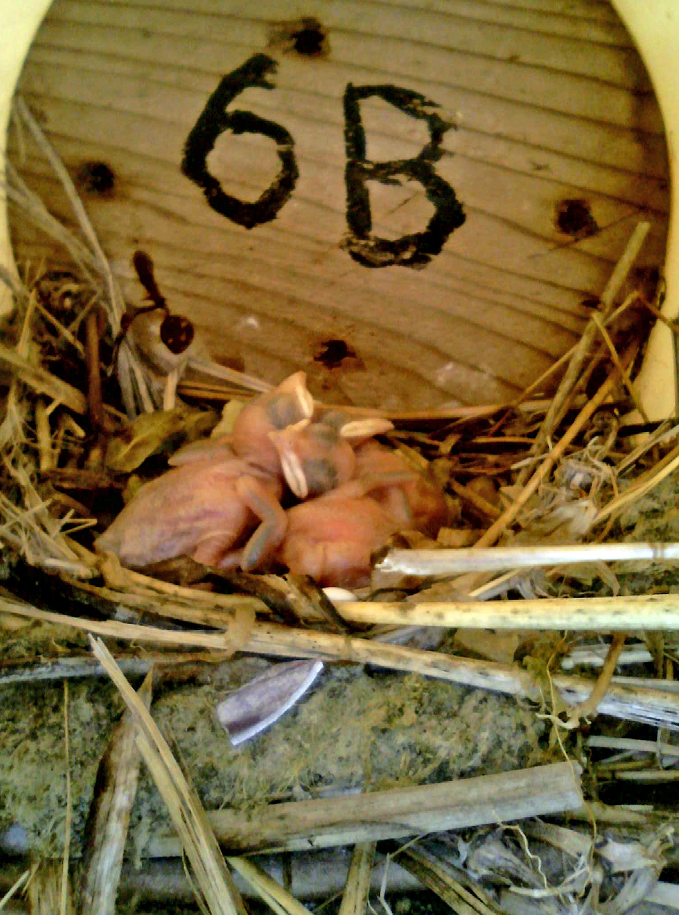 OPAS 6B